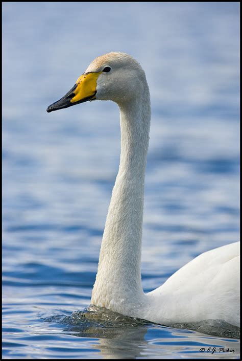 Whooper Swan Page