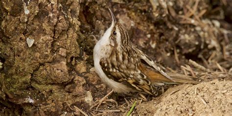 Brown Creeper | Audubon Field Guide