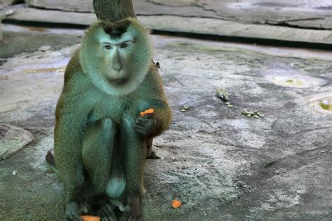 mitcheci photos: Thailand: Monkeys of Chiang Mai