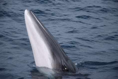 Minke Whale | Ocean Conservation Research