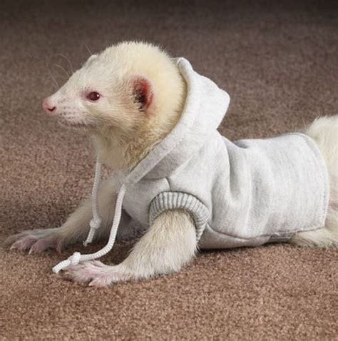 Ferrets in Sweaters - Barnorama