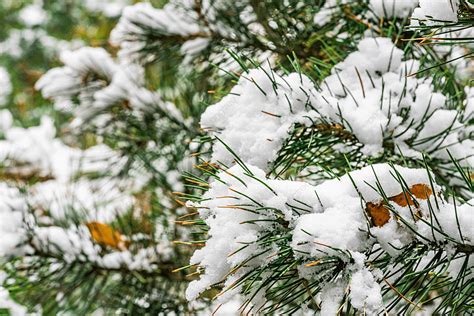 Photograph Of White Snow On Pine Branches Background, Pine Tree, Tree ...