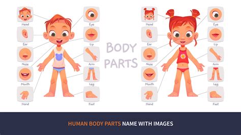 Human Body Parts Names In English With Images | Human Body Diagram