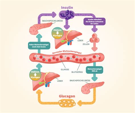 Insulin/glucagon Cycle