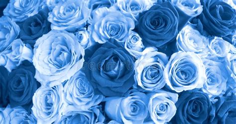 68,722 Blue Roses Stock Photos - Free & Royalty-Free Stock Photos from ...