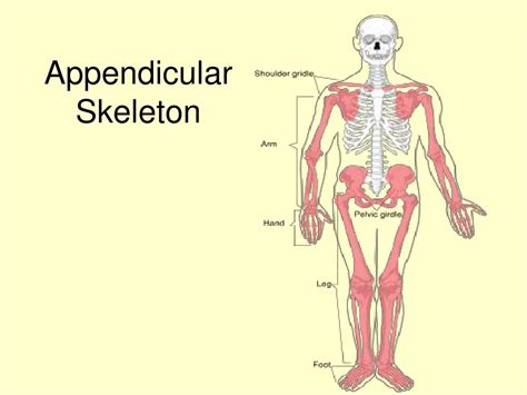 PPT - Appendicular Skeleton PowerPoint Presentation, free download - ID:6588277