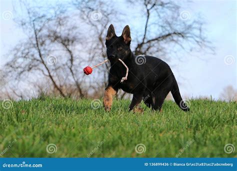 Playing German Shepherd Puppy in the Garden Stock Photo - Image of ball ...