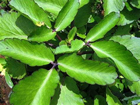 पानफुटी वनस्पतीचे फायदे | Panfuti plant benefits in marathi - MahitiLake