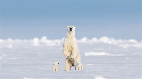 Polar bear is snapped standing upright in Canada's Baffin Island: 'Gave ...