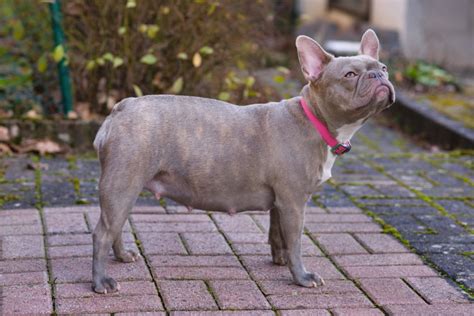 Lilac French Bulldog (Isabella Frenchie): Info, Pictures, Traits ...