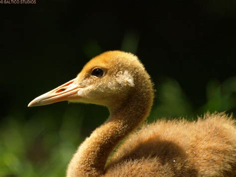 red-crowned crane baby wpz P6081642R3 | red-crowned crane ba… | Flickr