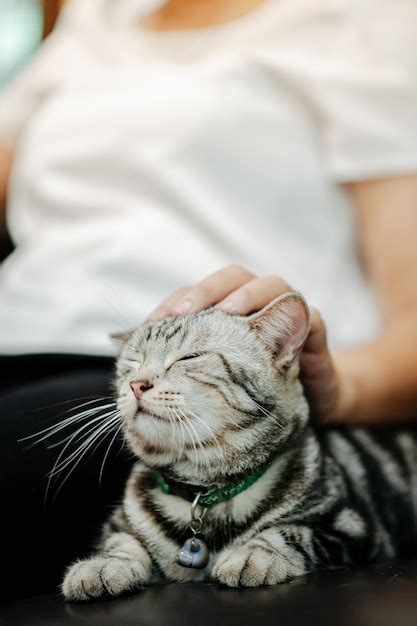 Premium Photo | The cat is lying on the sofa with the owner petting and playing.