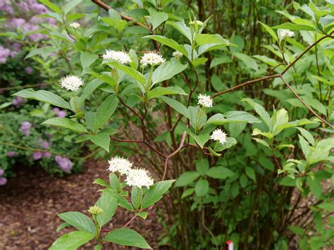 Arctic Fire® Dogwood - Jeffries Nurseries