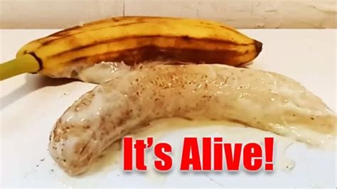 Lab Banana: Everything You Need To Know About The Alive And Moving Banana On Tiktok - Sentient Post