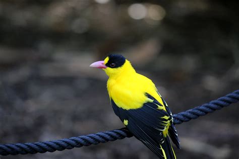 BLACK NAPED ORIOLE | Oriolus chinensis-The Black-naped Oriol… | Flickr