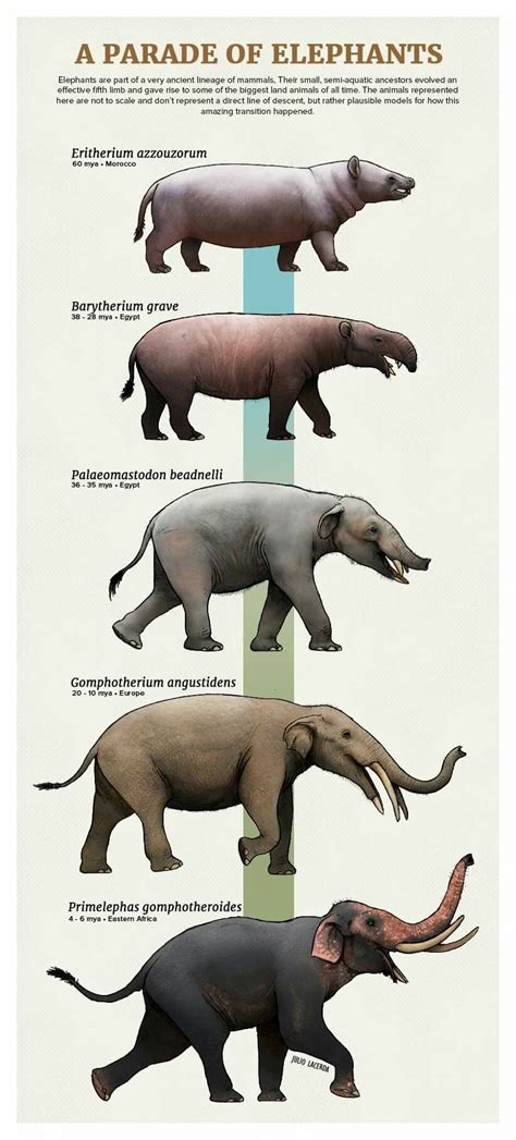 Exemplo de elefantes do continente. #prehistoricanimals Exemplo de ...