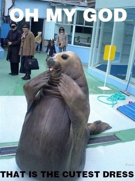 Fashion Walrus - Meme Picture | Webfail - Fail Pictures and Fail Videos