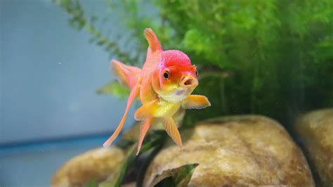 7 Most Common Goldfish Diseases & How to Treat Them | Fishkeeping Advice