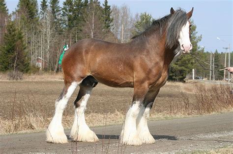 10++ Pics of clydesdale horses information | horsestabledesigns