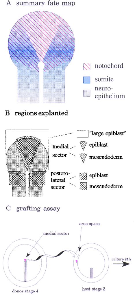 (A) A summary fate map derived from the data in Selleck and Stern ...