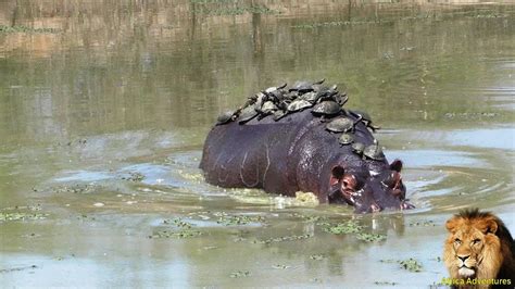 A Record Thirty Turtle Terrapins Riding On Hippo Back - YouTube