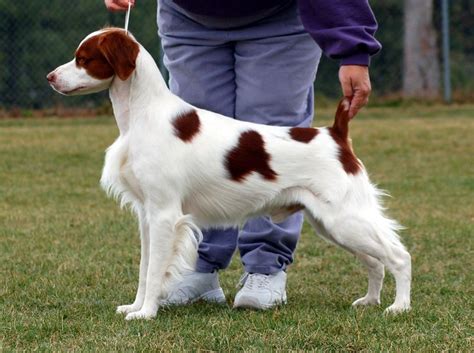 Brittany spaniel.. Great dog and hunting dog. | Akc dog breeds ...