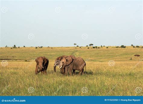 Elephants in Maasai Mara, Kenya Stock Photo - Image of countryside ...