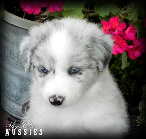 Australian Shepherd Colors - Aussie Color Chart and Dog Food Recommendation