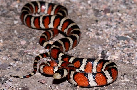 5 Types of King Snakes in Arizona (With Pictures) - ReptileHow.com