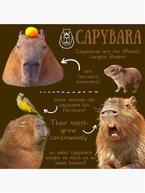 "Capybara Fun Facts" Poster von KyleNesas | Redbubble