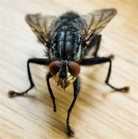 Fly Identification - Types of Flies - House Fly Anatomy & Life Cycle