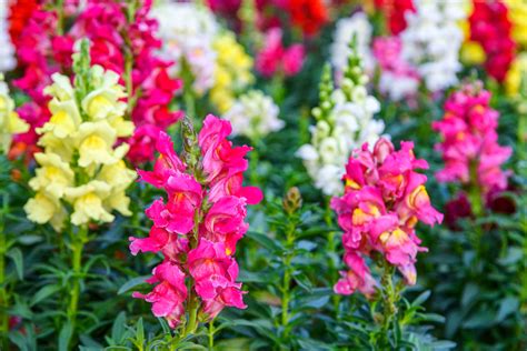 How To Grow Snapdragons - The Unique Flower With Hinged Blooms