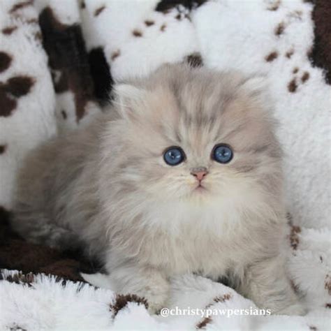 Blue Golden Persian Kittens For Sale - CHRISTYPAW PERSIANS