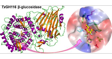 Mechanism Of Glucocerebrosidase Activation And Dysfunction, 55% OFF