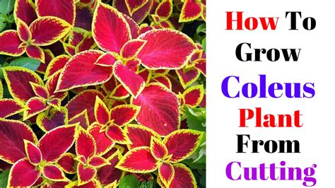 How to Propagate Coleus plant from Cutting - The Gardening