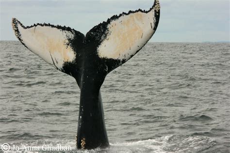 humpback whale (named salt) fluke | humpback whale (known as… | Flickr