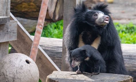 Sloth Bear Cubs