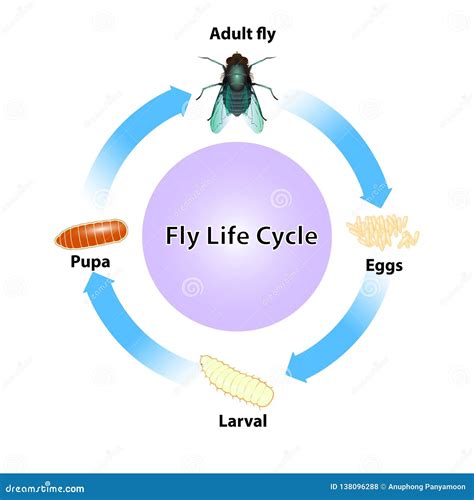 What Is The Life Cycle Of A Fly