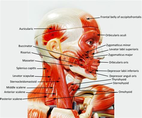 Pin on A&P.2.Skin.Bone.Muscle