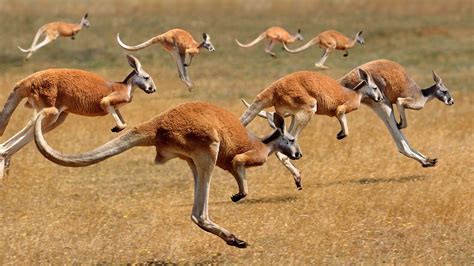 Bing Wallpaper Archive | Animali dell'australia, Animali, Mammiferi