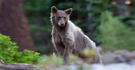 Yosemite Nature Tour | U.S. National Parks Adventure Travel