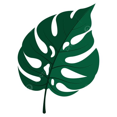 Vector Of A Green Monstera Leaf, Leaf, Monstera Leaf, Monstera PNG and ...