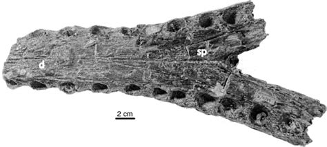 Gavialidae indet. Specimen BRSUG 27379. Fragmentary lower jaw in dorsal ...