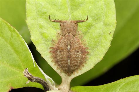 Neuroptera (Owlfly sp. larvae) - Costa Rica | Ruta 142, Lake… | Flickr