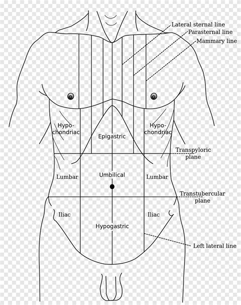 Descarga gratis | Anatomía de los grises sensibilidad abdominal abdomen epigastrio abdomen ...