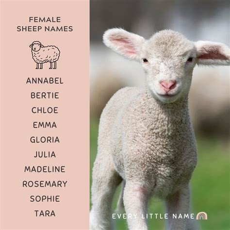 180+ Best Sheep Names (Cute, Funny, and Creative) - Every Little Name