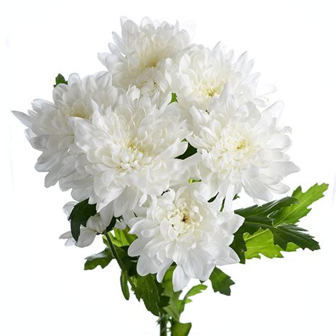 Spray Chrysanthemum White – Luda Flower Salon