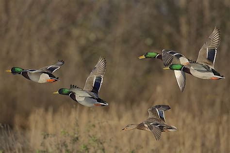 It's Early, But Duck Hunters Get Good News from North Dakota - Game & Fish