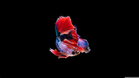 Betta Fish Desktop Wallpapers - Top Free Betta Fish Desktop Backgrounds ...