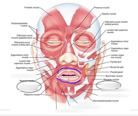 pic 32 orbicularis oris Diagram | Quizlet